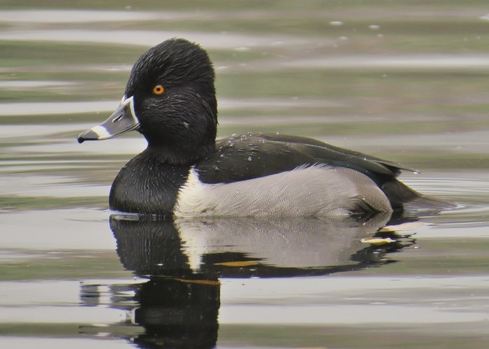 Ring-necked Duck