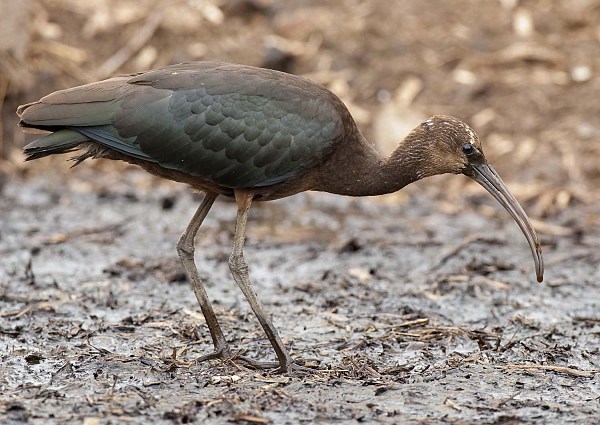 Glossy Ibis