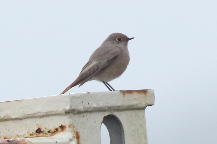 Black Redstart
