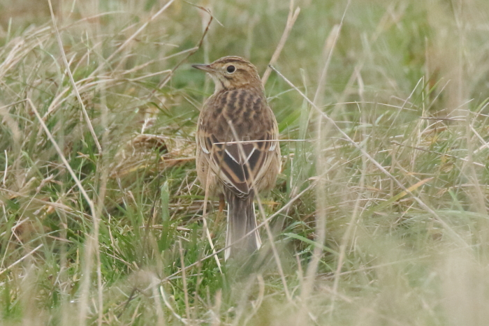 Richard's Pipit