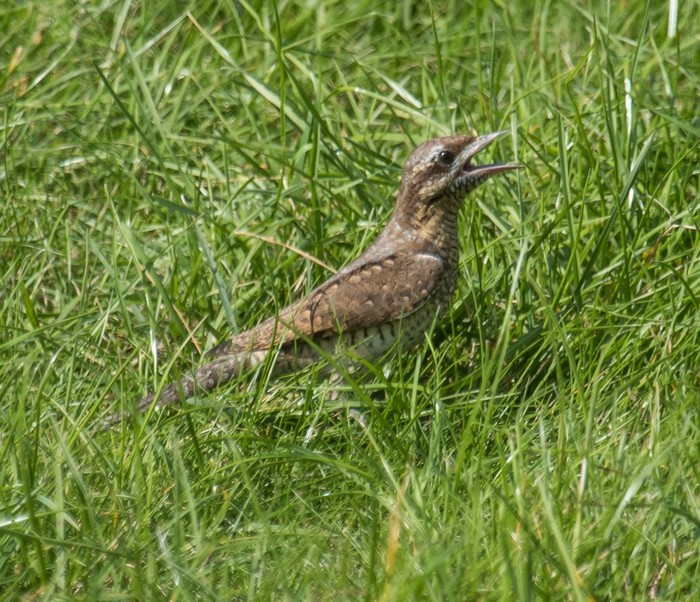 Wryneck