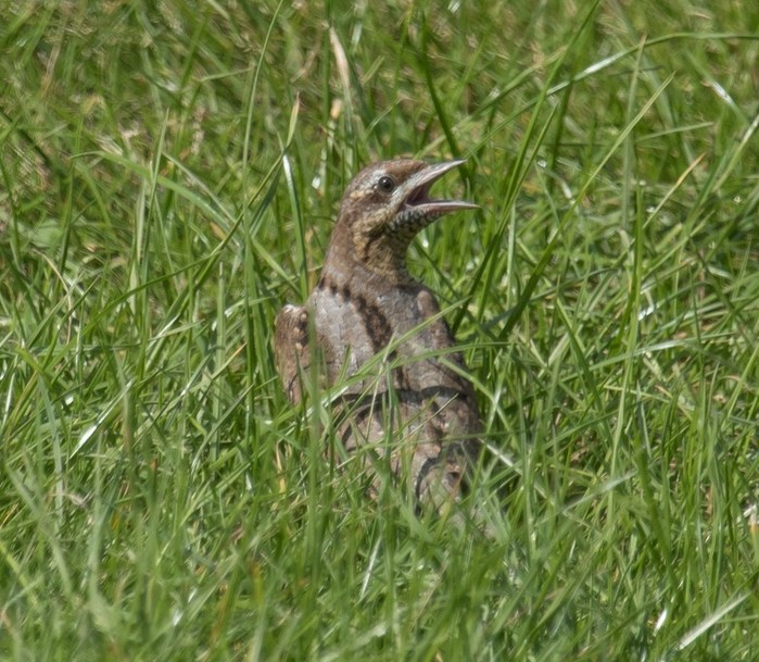 Wryneck