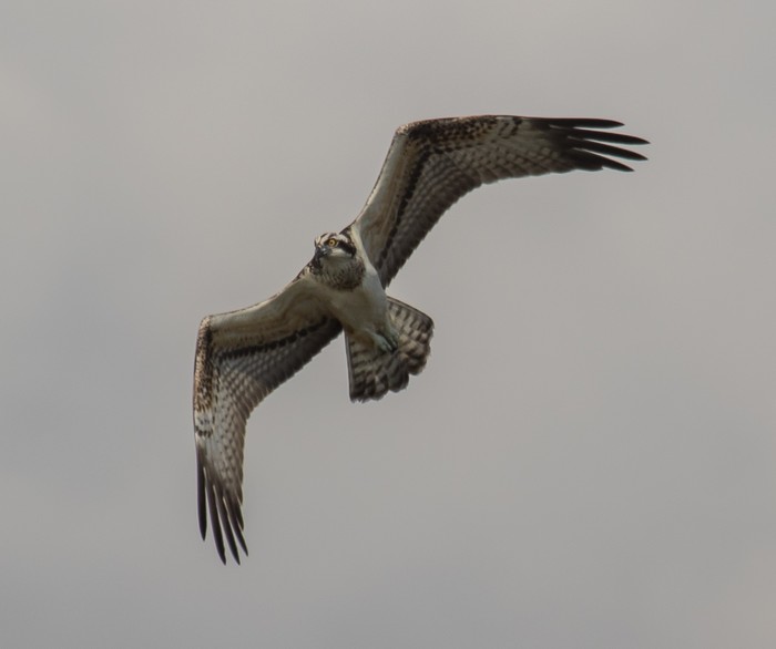 Osprey