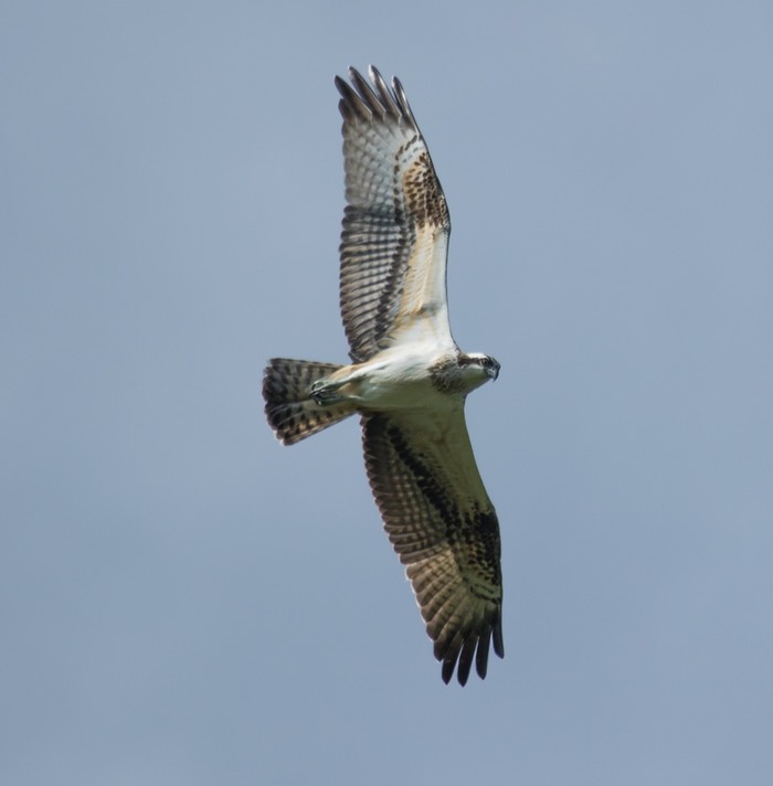 Osprey