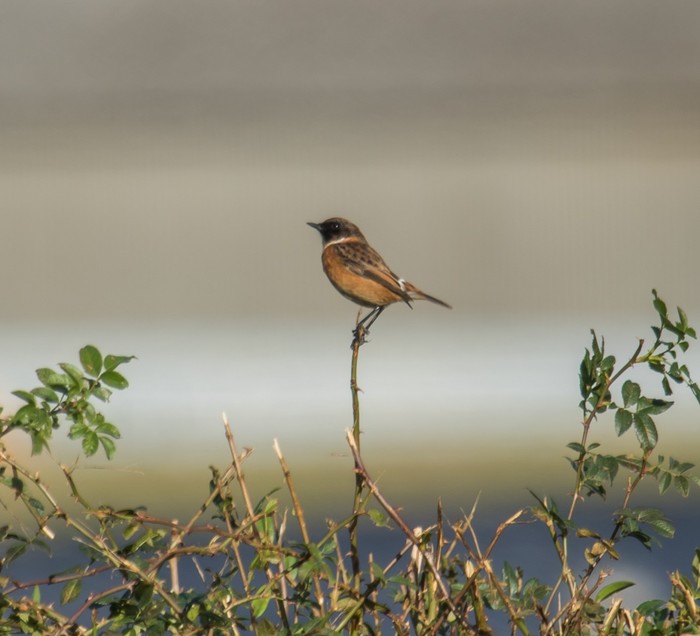 Stonechat