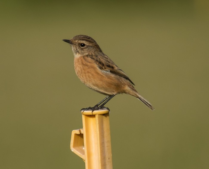 Stonechat