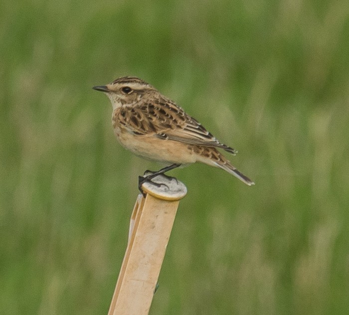 Whinchat