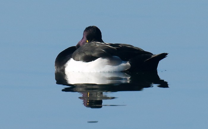Tufted Duck