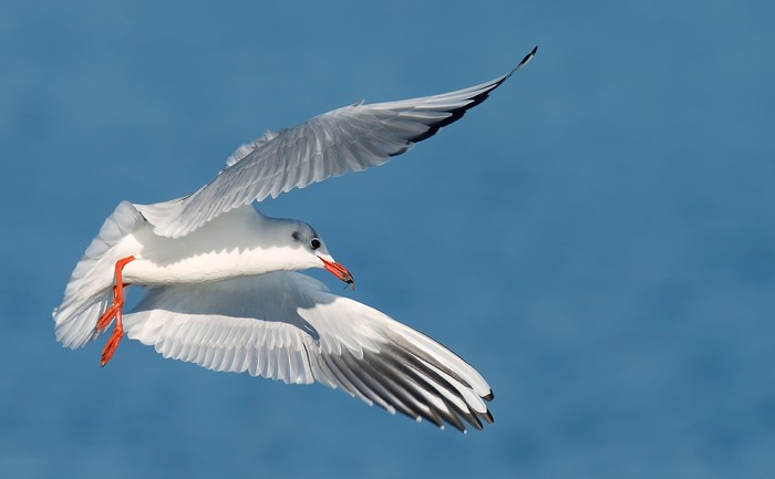 Black-headed Gull