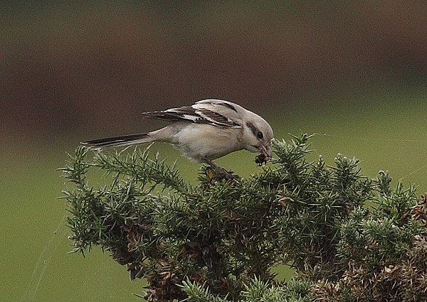 Steppe Grey Shrike