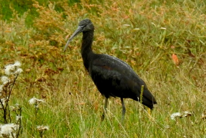 Glossy Ibis
