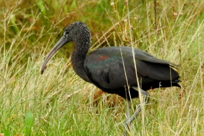 Glossy Ibis
