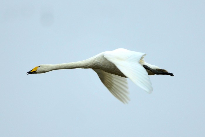 Whooper Swan