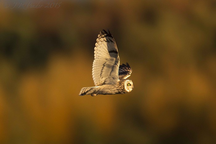 Short-eared Owl