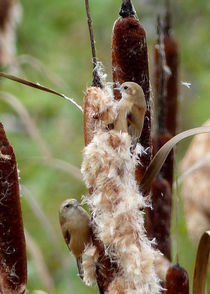 Penduline Tit