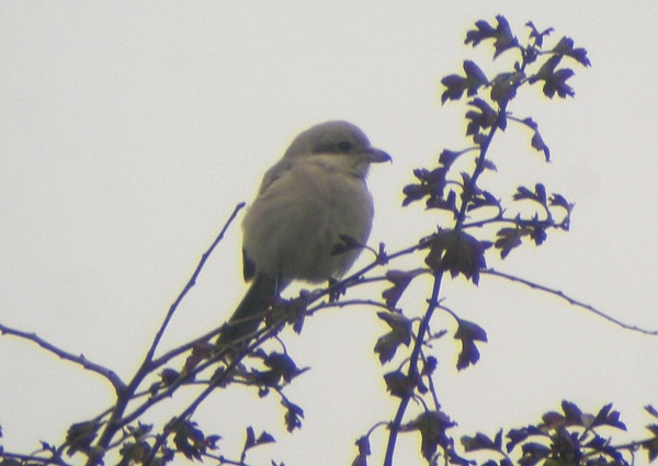 Steppe Grey Shrike