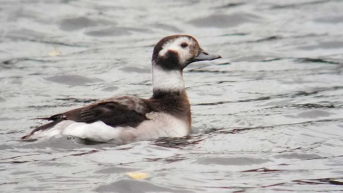 Long-tailed Duck
