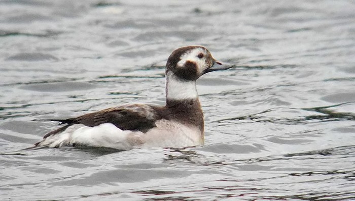 Long-tailed Duck