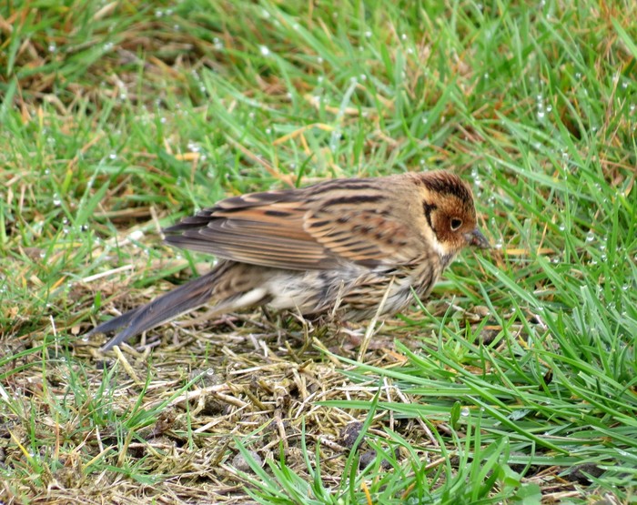 Little Bunting