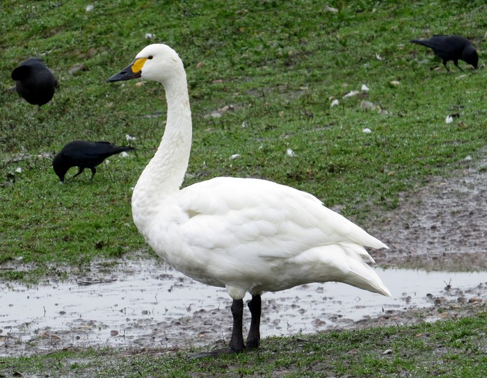 Bewick's Swan