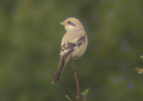 Steppe Grey Shrike