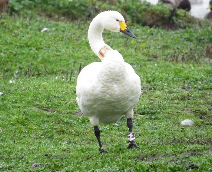 Bewick's Swan
