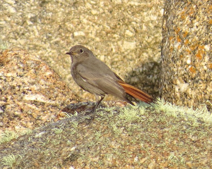 Black Redstart