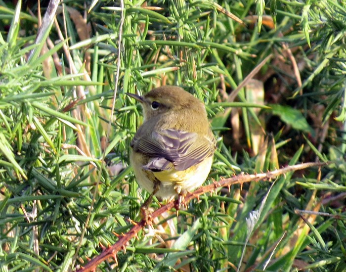 Chiffchaff