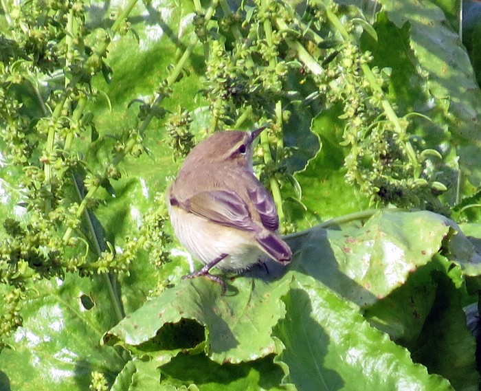 Siberian Chiffchaff