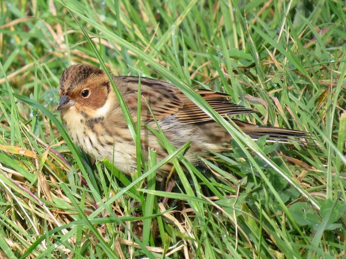 Little Bunting