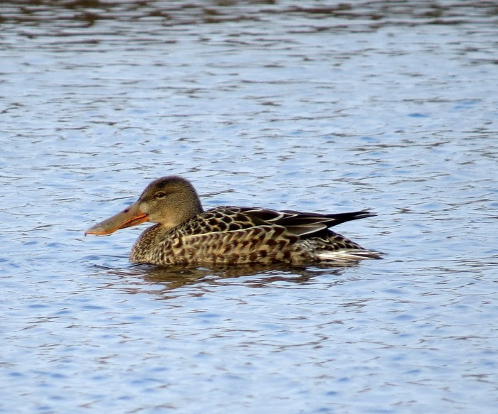 Shoveler