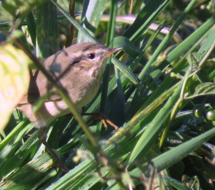 Dusky Warbler