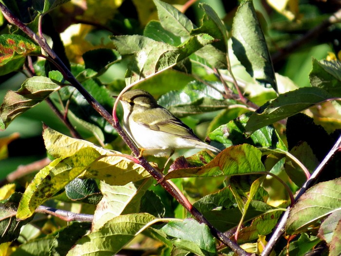 Yellow-browed Warbler