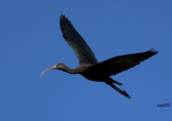 Glossy Ibis