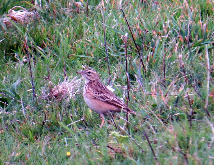 Blyth's Pipit
