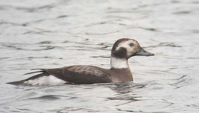 Long-tailed Duck