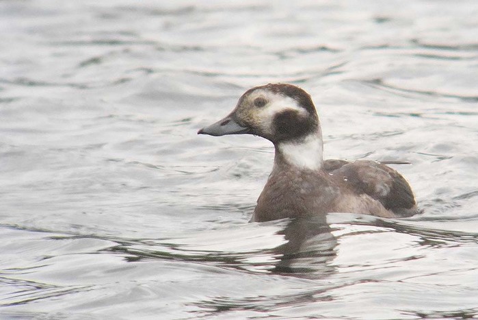 Long-tailed Duck