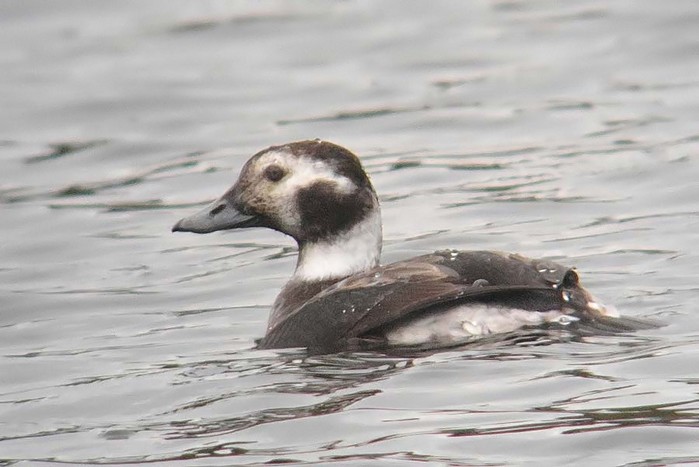 Long-tailed Duck
