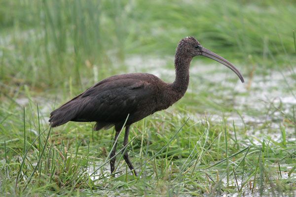 Glossy Ibis