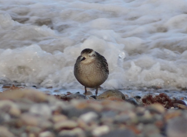 American Golden Plover