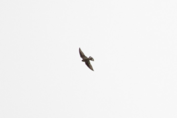 Crag Martin