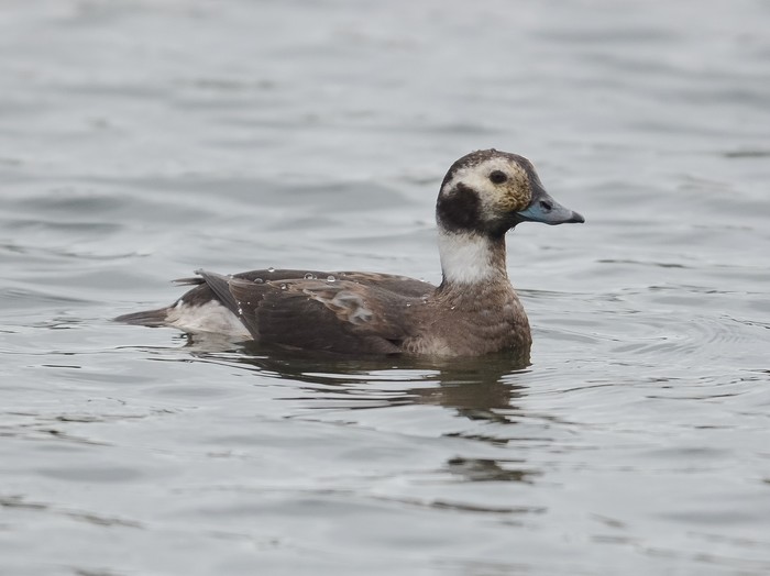 Long-tailed Duck