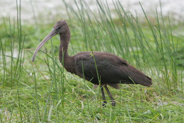 Glossy Ibis