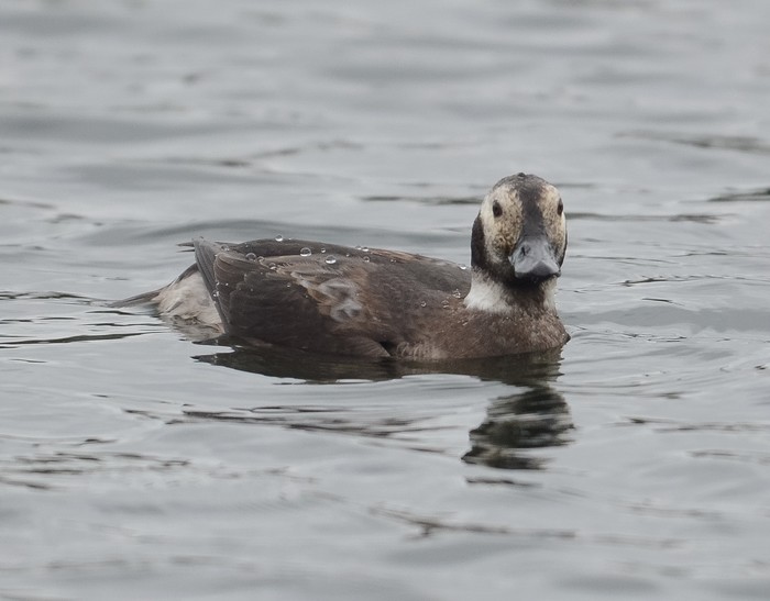 Long-tailed Duck