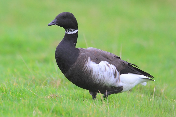Black Brant