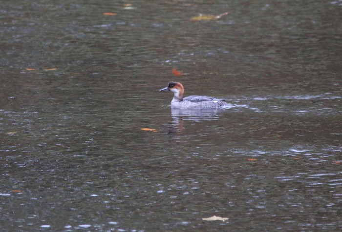 Smew