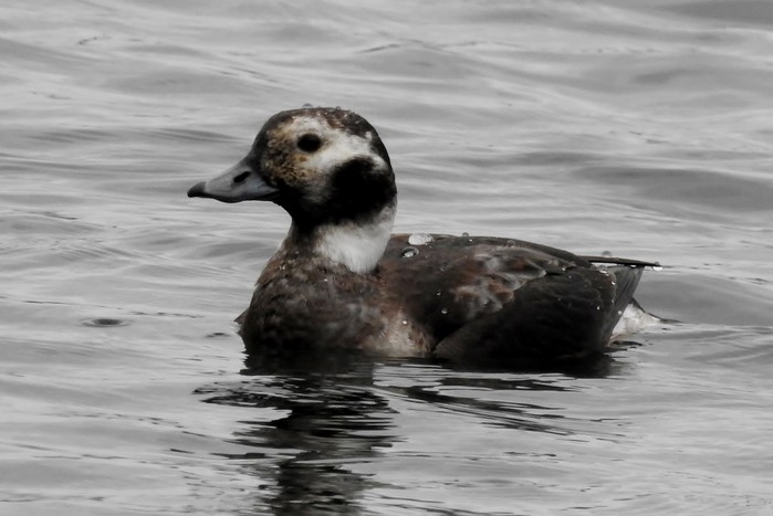 Long-tailed Duck