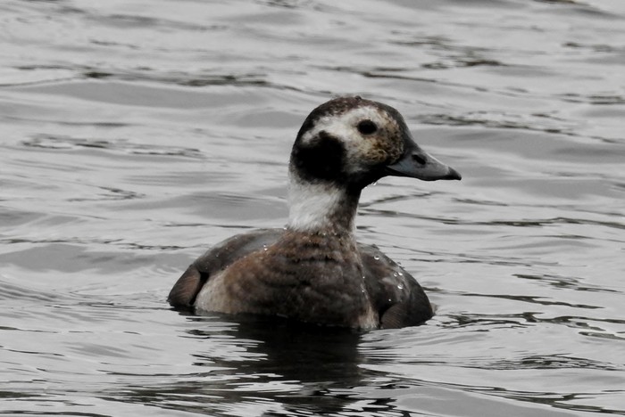 Long-tailed Duck