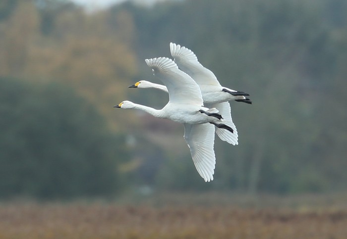 Bewick's Swan
