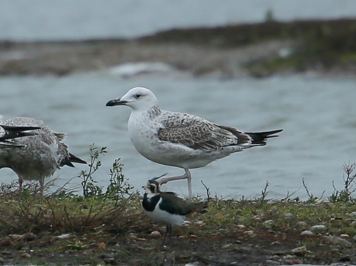 Caspian Gull